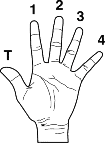 Fretting hand finger numbers