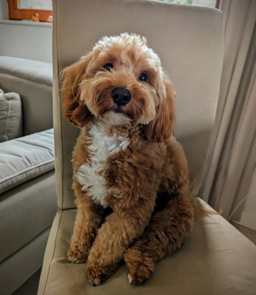 Maverick Maltipoo